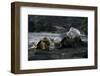 Galapagos Sea Lion and Pup on Rocks-DLILLC-Framed Premium Photographic Print