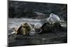 Galapagos Sea Lion and Pup on Rocks-DLILLC-Mounted Premium Photographic Print