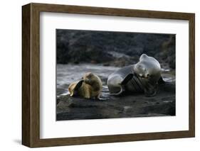 Galapagos Sea Lion and Pup on Rocks-DLILLC-Framed Photographic Print