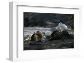 Galapagos Sea Lion and Pup on Rocks-DLILLC-Framed Photographic Print