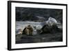 Galapagos Sea Lion and Pup on Rocks-DLILLC-Framed Photographic Print