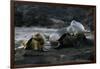 Galapagos Sea Lion and Pup on Rocks-DLILLC-Framed Photographic Print