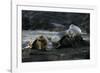 Galapagos Sea Lion and Pup on Rocks-DLILLC-Framed Photographic Print