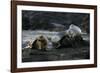 Galapagos Sea Lion and Pup on Rocks-DLILLC-Framed Photographic Print