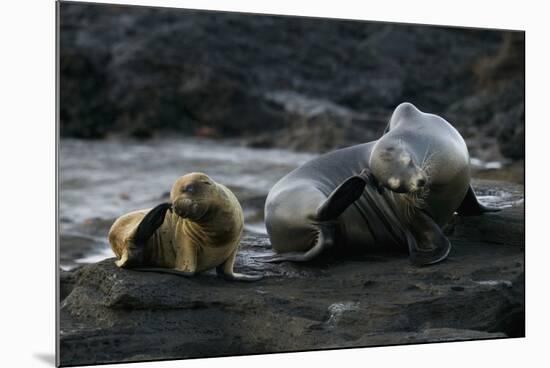 Galapagos Sea Lion and Pup on Rocks-DLILLC-Mounted Photographic Print