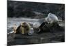 Galapagos Sea Lion and Pup on Rocks-DLILLC-Mounted Photographic Print