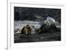 Galapagos Sea Lion and Pup on Rocks-DLILLC-Framed Photographic Print