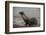 Galapagos Sea Lion Emerging onto the Beach, Galapagos, Ecuador-Pete Oxford-Framed Photographic Print