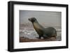 Galapagos Sea Lion Emerging onto the Beach, Galapagos, Ecuador-Pete Oxford-Framed Photographic Print