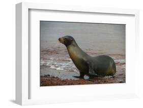 Galapagos Sea Lion Emerging onto the Beach, Galapagos, Ecuador-Pete Oxford-Framed Photographic Print