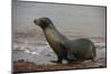 Galapagos Sea Lion Emerging onto the Beach, Galapagos, Ecuador-Pete Oxford-Mounted Photographic Print