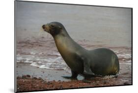 Galapagos Sea Lion Emerging onto the Beach, Galapagos, Ecuador-Pete Oxford-Mounted Photographic Print