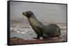 Galapagos Sea Lion Emerging onto the Beach, Galapagos, Ecuador-Pete Oxford-Framed Stretched Canvas