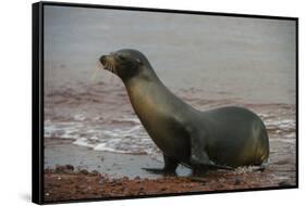 Galapagos Sea Lion Emerging onto the Beach, Galapagos, Ecuador-Pete Oxford-Framed Stretched Canvas