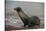 Galapagos Sea Lion Emerging onto the Beach, Galapagos, Ecuador-Pete Oxford-Stretched Canvas