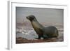 Galapagos Sea Lion Emerging onto the Beach, Galapagos, Ecuador-Pete Oxford-Framed Photographic Print