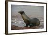 Galapagos Sea Lion Emerging onto the Beach, Galapagos, Ecuador-Pete Oxford-Framed Photographic Print