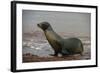 Galapagos Sea Lion Emerging onto the Beach, Galapagos, Ecuador-Pete Oxford-Framed Photographic Print