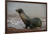 Galapagos Sea Lion Emerging onto the Beach, Galapagos, Ecuador-Pete Oxford-Framed Premium Photographic Print