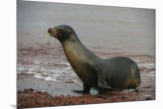 Galapagos Sea Lion Emerging onto the Beach, Galapagos, Ecuador-Pete Oxford-Mounted Premium Photographic Print