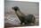 Galapagos Sea Lion Emerging onto the Beach, Galapagos, Ecuador-Pete Oxford-Mounted Premium Photographic Print