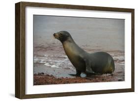 Galapagos Sea Lion Emerging onto the Beach, Galapagos, Ecuador-Pete Oxford-Framed Photographic Print