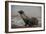 Galapagos Sea Lion Emerging onto the Beach, Galapagos, Ecuador-Pete Oxford-Framed Photographic Print