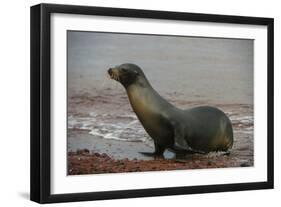 Galapagos Sea Lion Emerging onto the Beach, Galapagos, Ecuador-Pete Oxford-Framed Photographic Print