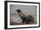 Galapagos Sea Lion Emerging onto the Beach, Galapagos, Ecuador-Pete Oxford-Framed Photographic Print