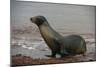 Galapagos Sea Lion Emerging onto the Beach, Galapagos, Ecuador-Pete Oxford-Mounted Photographic Print