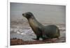 Galapagos Sea Lion Emerging onto the Beach, Galapagos, Ecuador-Pete Oxford-Framed Photographic Print