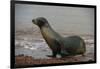 Galapagos Sea Lion Emerging onto the Beach, Galapagos, Ecuador-Pete Oxford-Framed Photographic Print