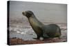 Galapagos Sea Lion Emerging onto the Beach, Galapagos, Ecuador-Pete Oxford-Stretched Canvas