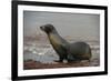 Galapagos Sea Lion Emerging onto the Beach, Galapagos, Ecuador-Pete Oxford-Framed Photographic Print