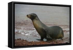 Galapagos Sea Lion Emerging onto the Beach, Galapagos, Ecuador-Pete Oxford-Framed Stretched Canvas