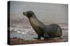 Galapagos Sea Lion Emerging onto the Beach, Galapagos, Ecuador-Pete Oxford-Stretched Canvas