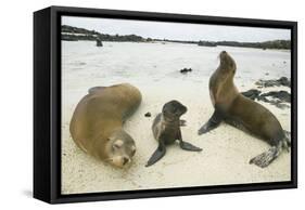 Galapagos Sea Lion Family-DLILLC-Framed Stretched Canvas