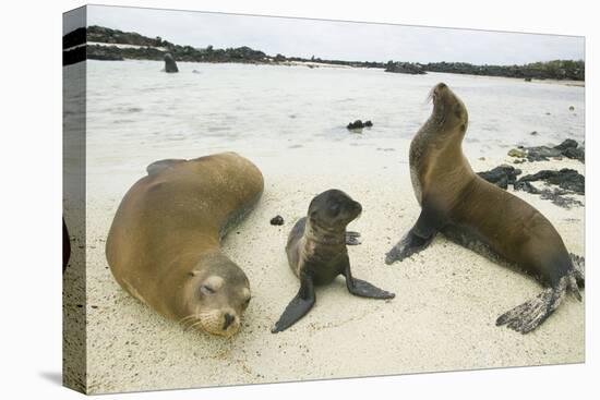 Galapagos Sea Lion Family-DLILLC-Stretched Canvas