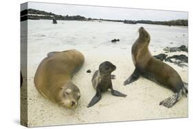 Galapagos Sea Lion Family-DLILLC-Stretched Canvas