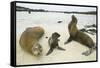 Galapagos Sea Lion Family-DLILLC-Framed Stretched Canvas