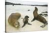 Galapagos Sea Lion Family-DLILLC-Stretched Canvas