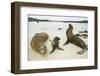 Galapagos Sea Lion Family-DLILLC-Framed Premium Photographic Print