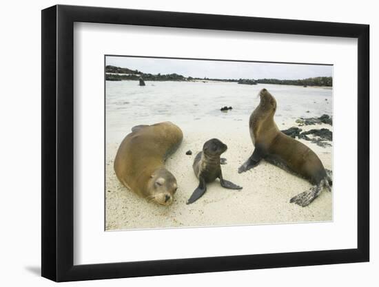 Galapagos Sea Lion Family-DLILLC-Framed Premium Photographic Print