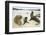 Galapagos Sea Lion Family-DLILLC-Framed Premium Photographic Print