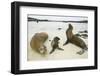 Galapagos Sea Lion Family-DLILLC-Framed Premium Photographic Print