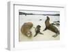 Galapagos Sea Lion Family-DLILLC-Framed Premium Photographic Print