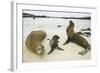 Galapagos Sea Lion Family-DLILLC-Framed Photographic Print