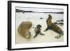 Galapagos Sea Lion Family-DLILLC-Framed Photographic Print