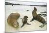 Galapagos Sea Lion Family-DLILLC-Mounted Photographic Print