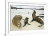 Galapagos Sea Lion Family-DLILLC-Framed Photographic Print